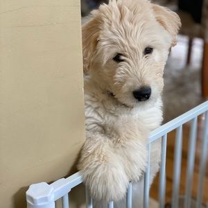 Meet your Posher, Dora